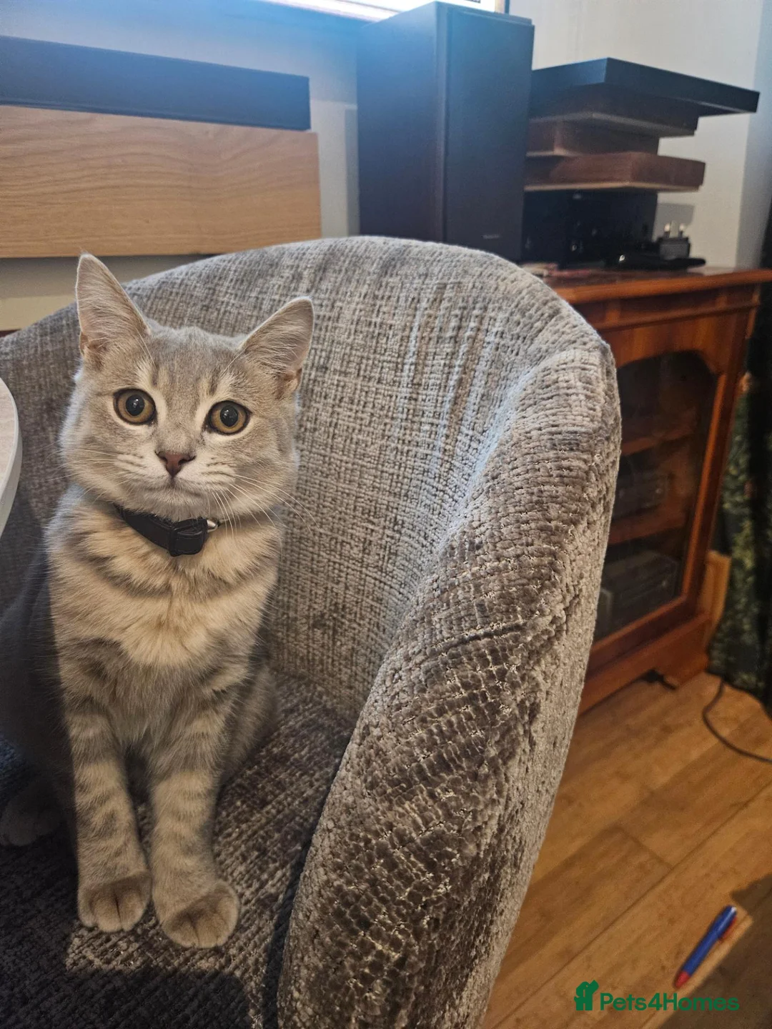 Bengal cats for sale: Stunning Snow Lynx Female Bengal  in Reading - Advert 1