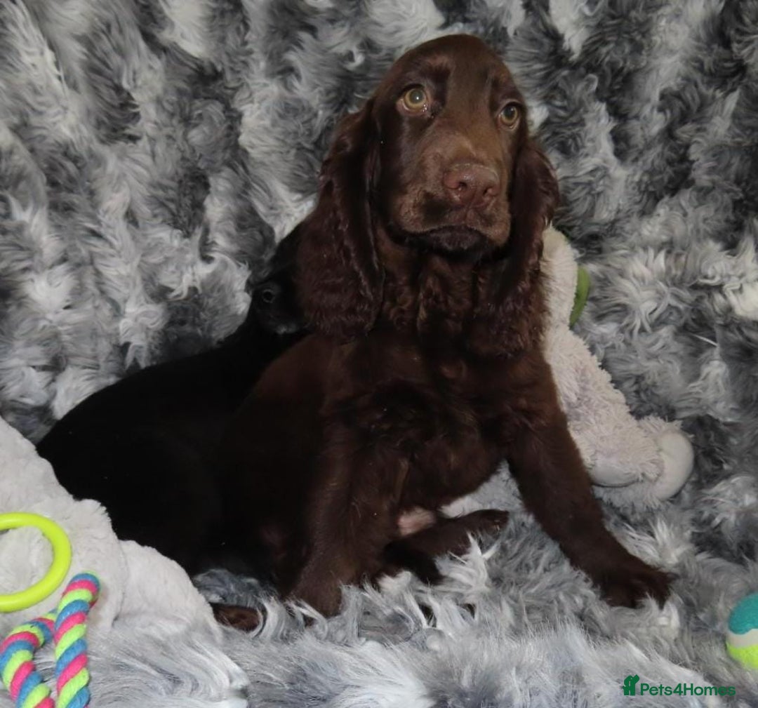 Cocker Spaniel dogs for sale: 🏆BEAUTIFUL COLOURS 🏆 SHOW TYPE COCKER SPANIELS - Image 10