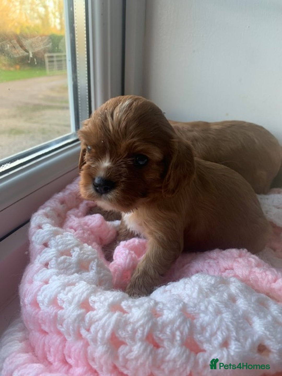 Cavalier King Charles Spaniel dogs for sale: ruby & black and tan kc reg pups - Advert 7