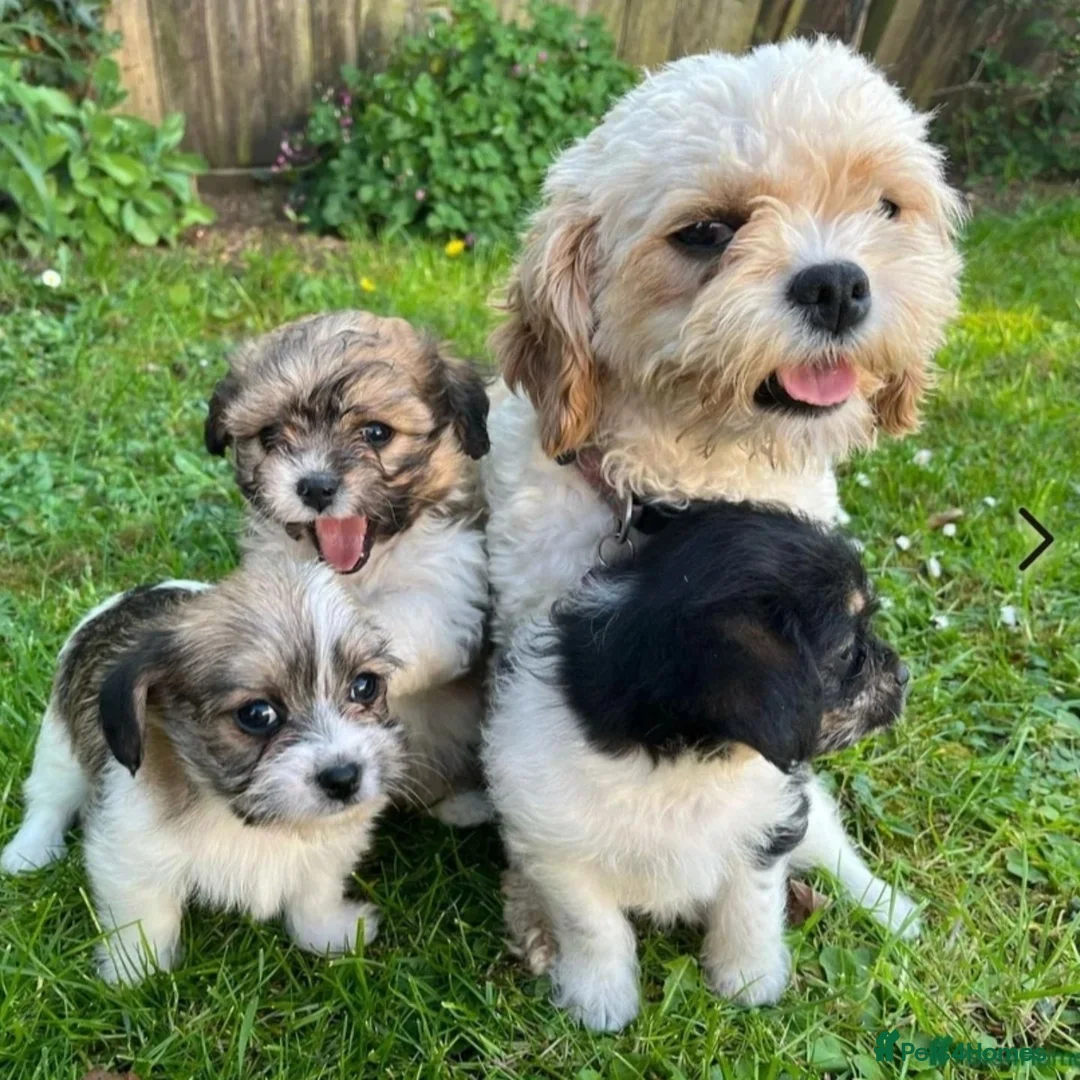 Mixed Breed dogs for sale: 🐶 Beautiful 1-Year-Old Female Cavachon Looking in Wellingborough - Advert 1