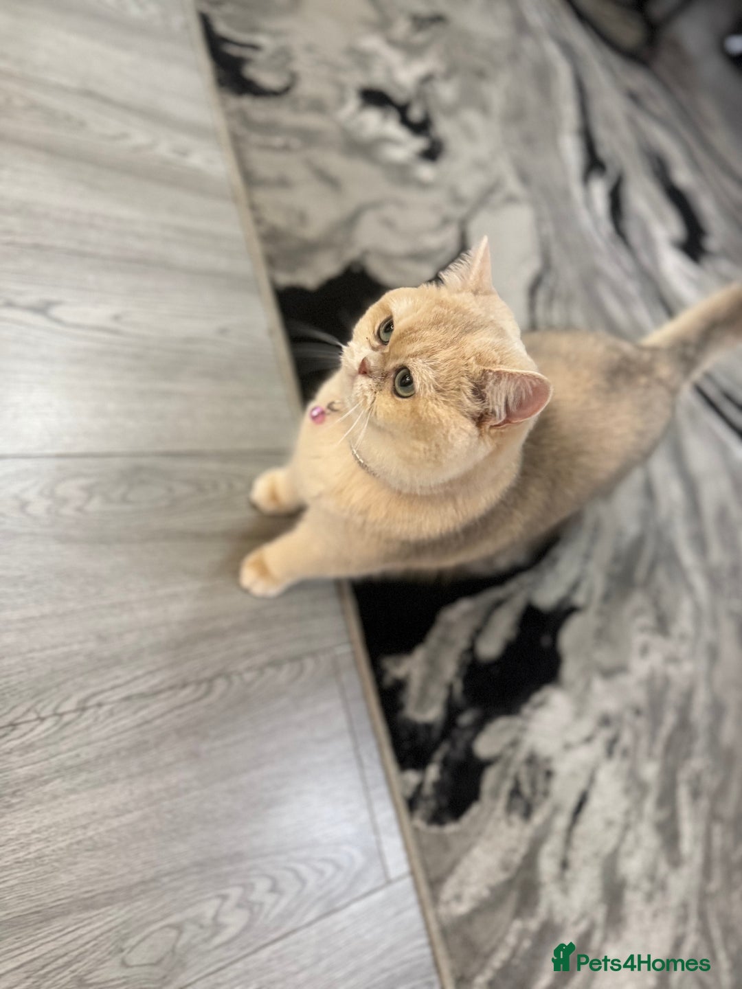 British Shorthair cats for sale: Golden Tipped British Shorthair Cat - Advert 5