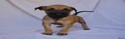 Mixed Breed dogs for sale: Dutch herder cross puppies - Advert 11