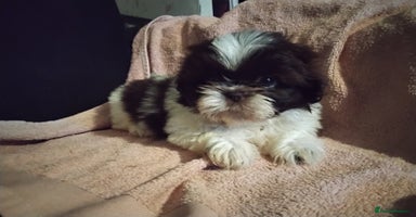 Shih Tzu dogs - Advert 10