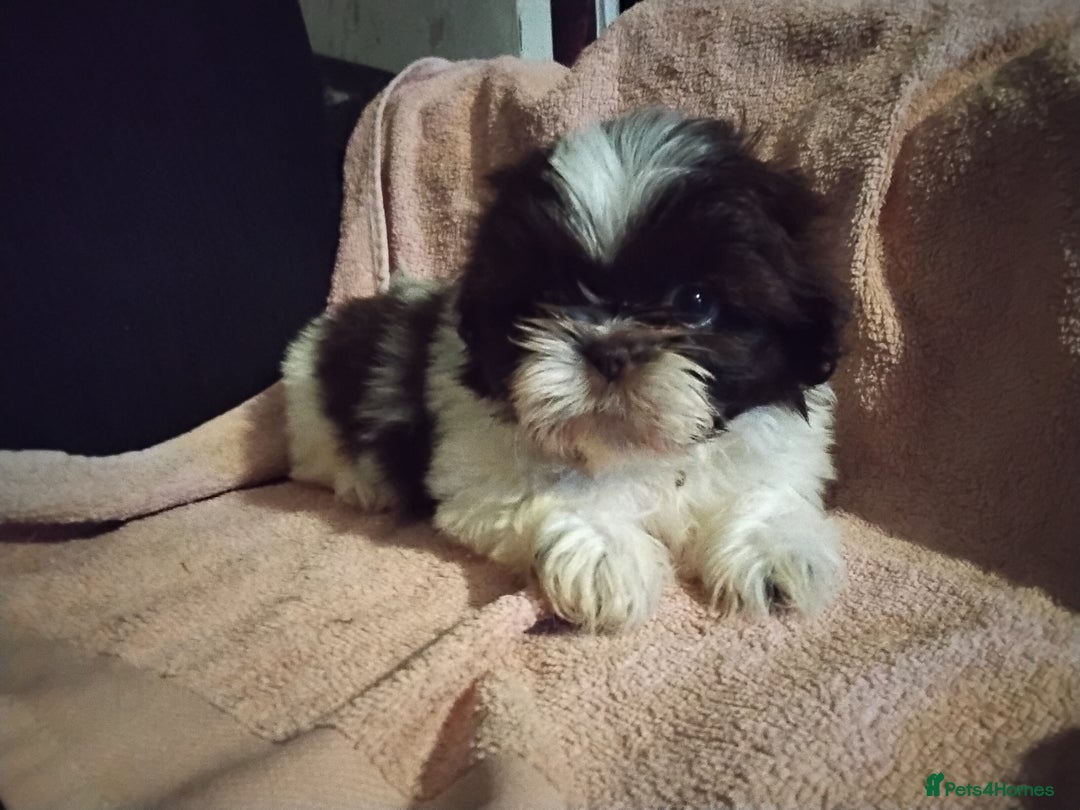Shih Tzu dogs for sale: Quality Half Imperial Shitzu Puppies.  - Image 7