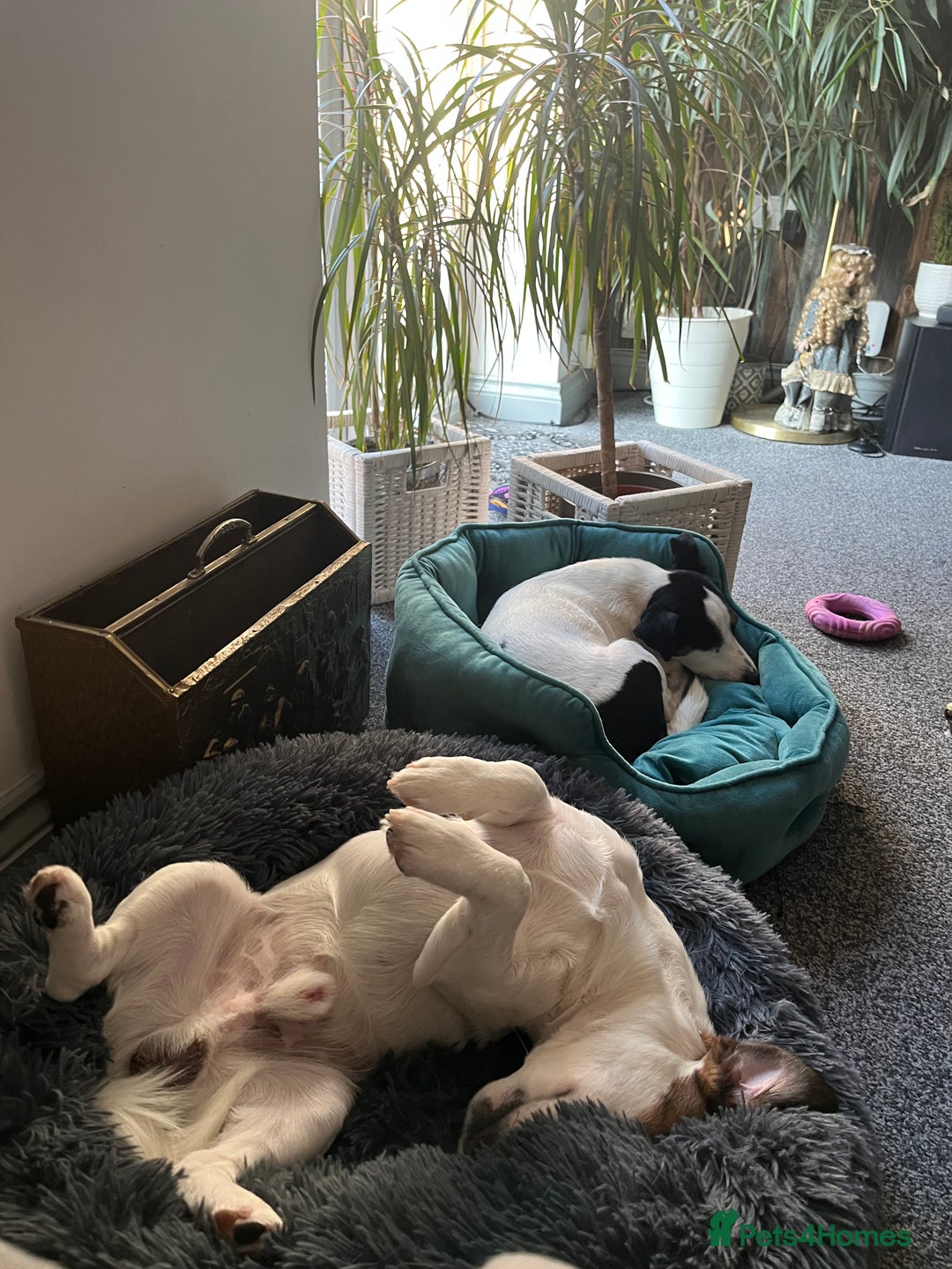 Jack Russell dogs for sale: Jack Russell puppies,Parents reg.Kennel club, - Image 26