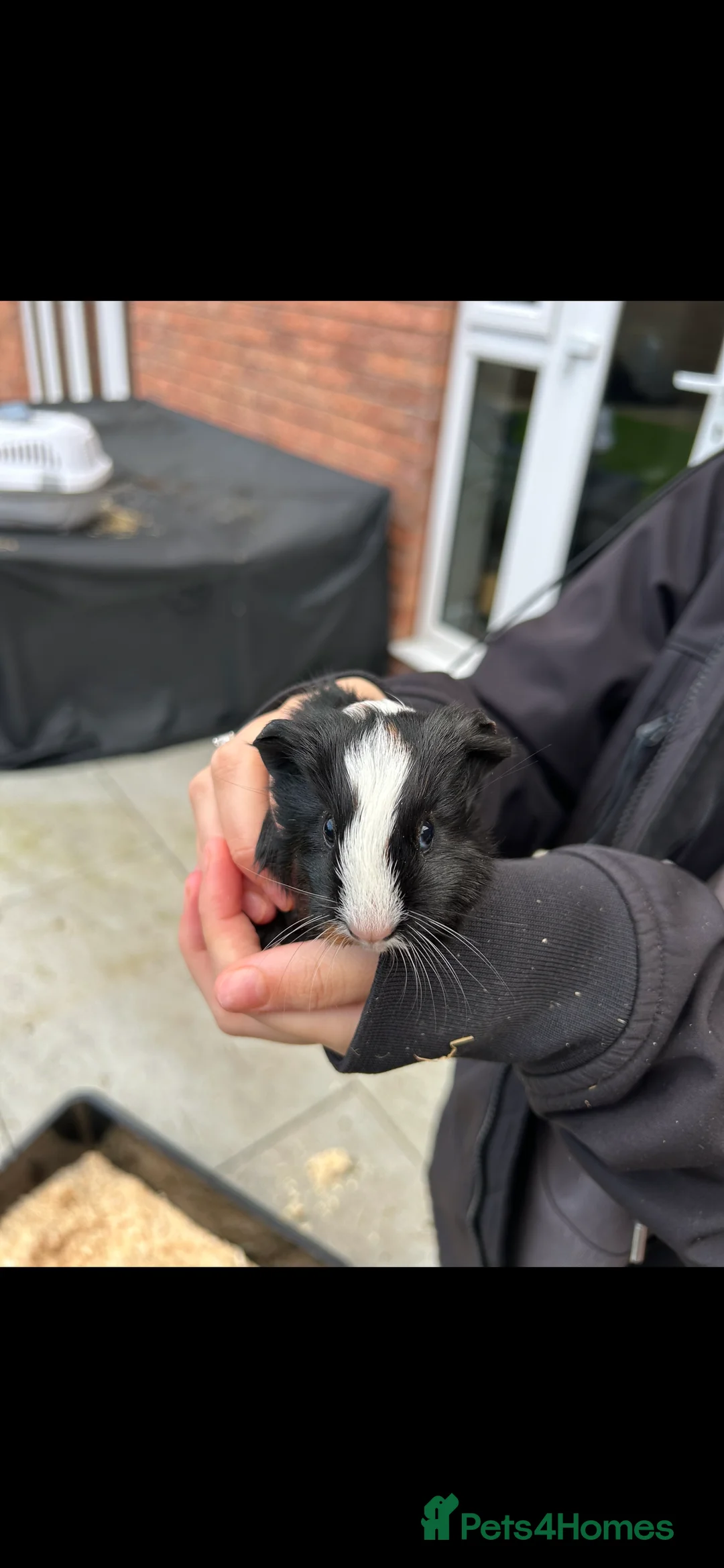 Guinea Pig rodents for sale: 6 female guinea pigs in Nottingham - Advert 4