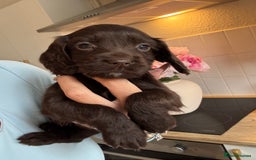 Cocker Spaniel dogs for sale: Beautiful KC working cocker spaniel puppies.  - Image 2
