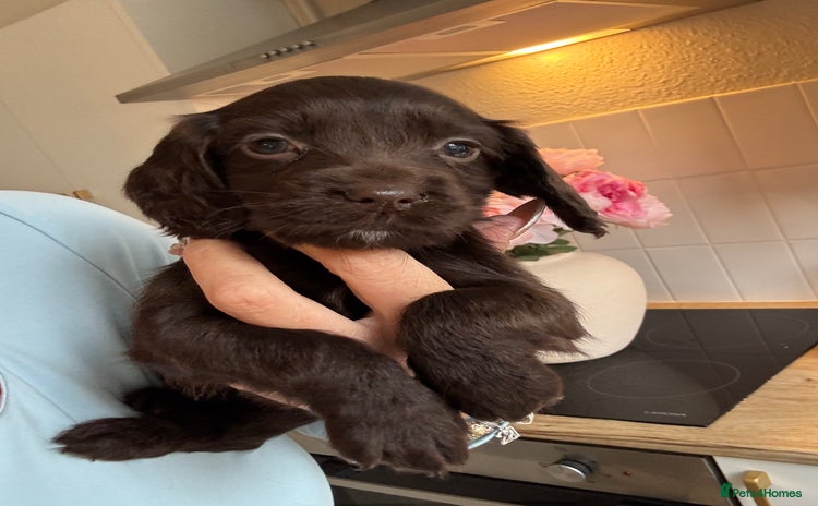 Cocker Spaniel dogs - Advert 8