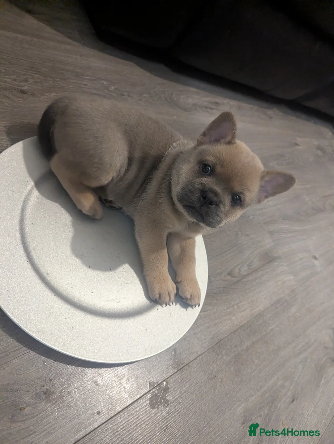 Mixed Breed dogs for sale:  3 Frow Frow girls available - Advert 12