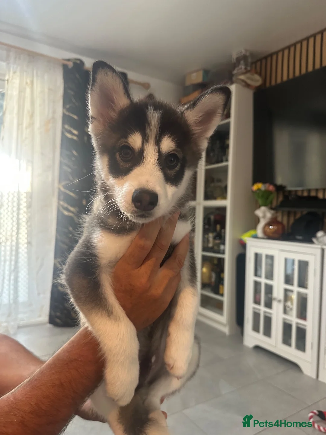 Pomsky dogs for sale: Price reduction Last boy F4 Pomsky  - Advert 2