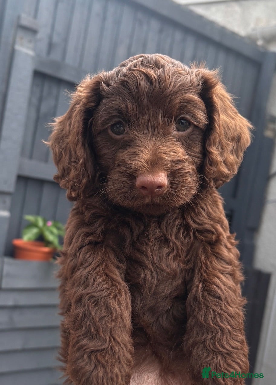 Cockapoo dogs 🔥Ready now 3 remaining🔥 cockapoo pups  - Advert 1