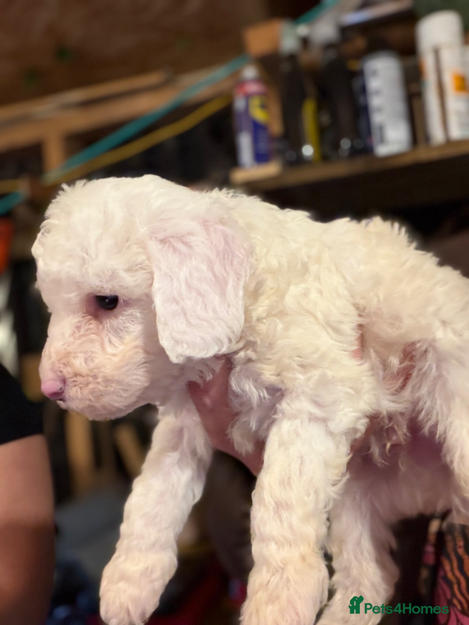 Mixed Breed dogs Mixed breed cockerpoo-lab - Advert 5