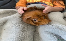 Guinea Pig rodents for sale: Bonded pair of male guineapigs. 1 adult 1 younger - Image 10