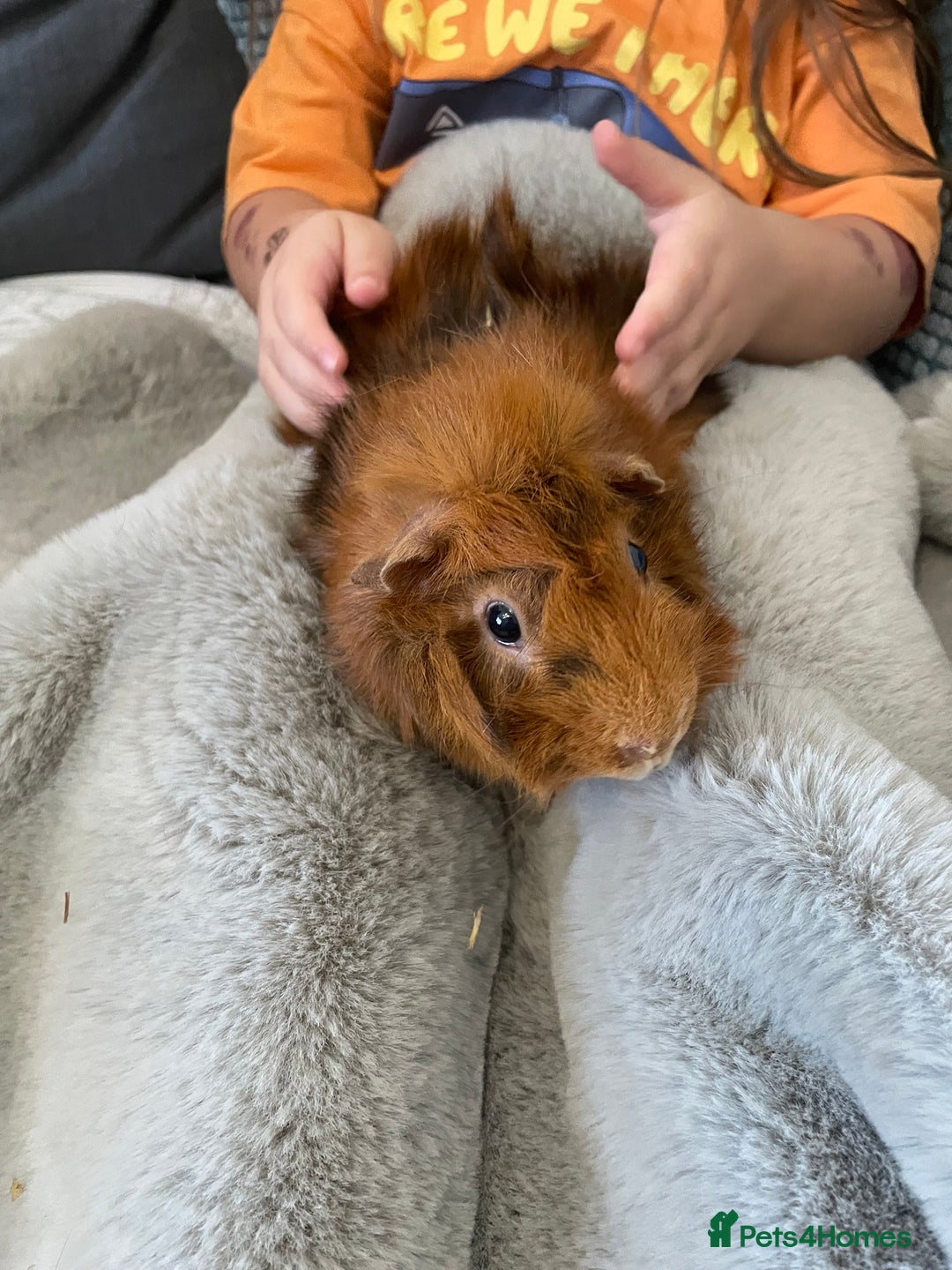 Guinea Pig rodents for sale: Bonded pair of male guineapigs. 1 adult 1 younger - Image 10