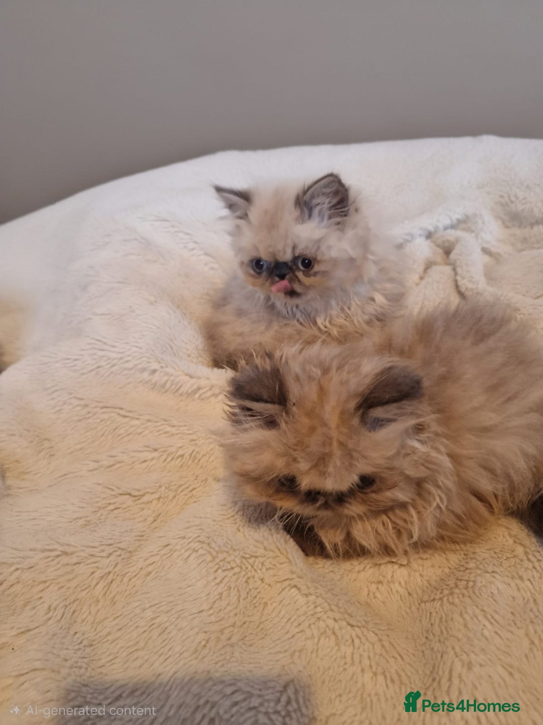 Persian cats for sale: Stunning Persian Kittens. - Advert 14
