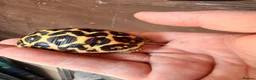 Tortoise reptiles for sale: Indian star tortoise  - Advert 24