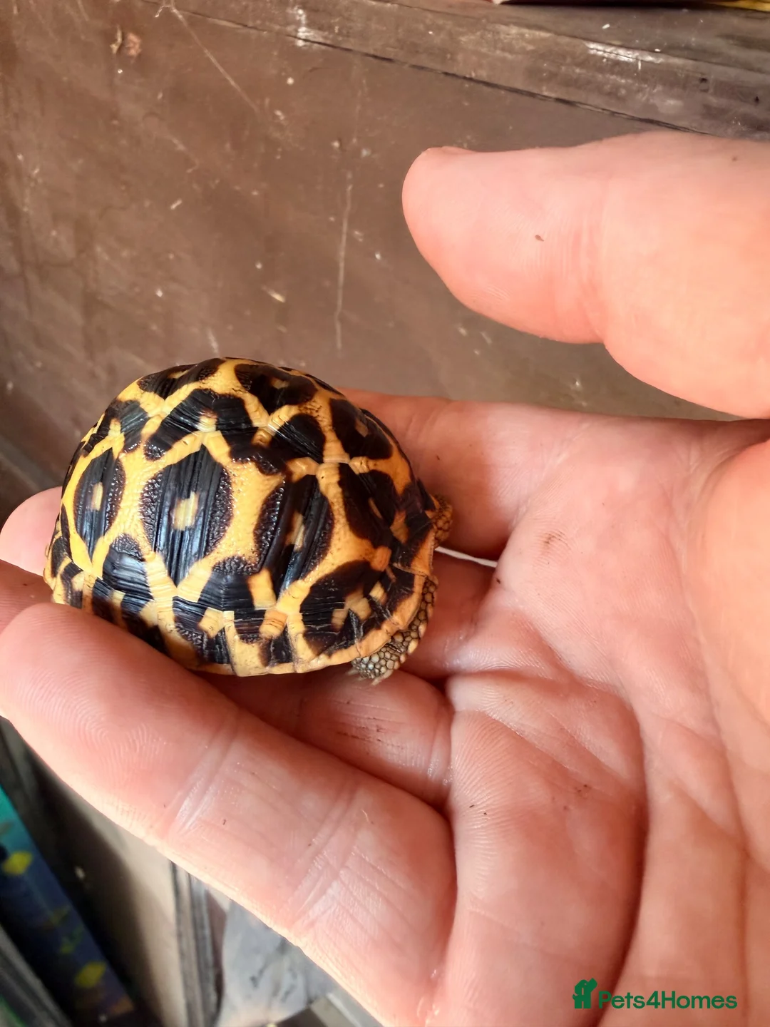 Tortoise reptiles for sale: Indian star tortoise  - Advert 24