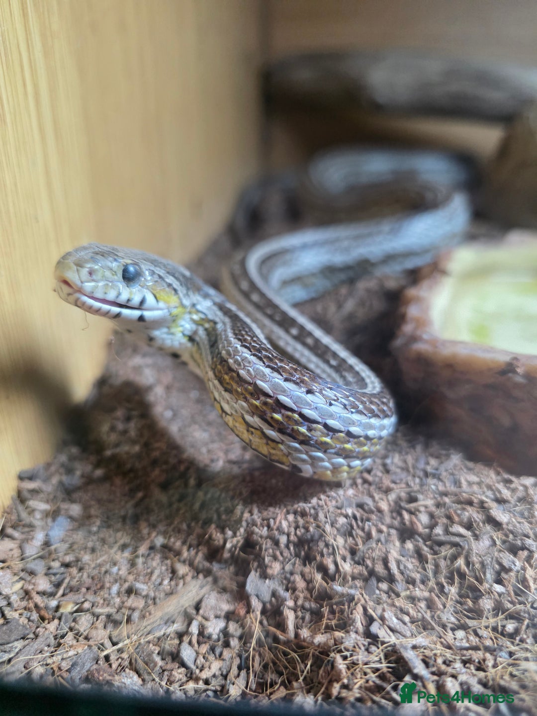 Corn Snake reptiles for sale: Tessera Corn Snake Looking for home  - Advert 2