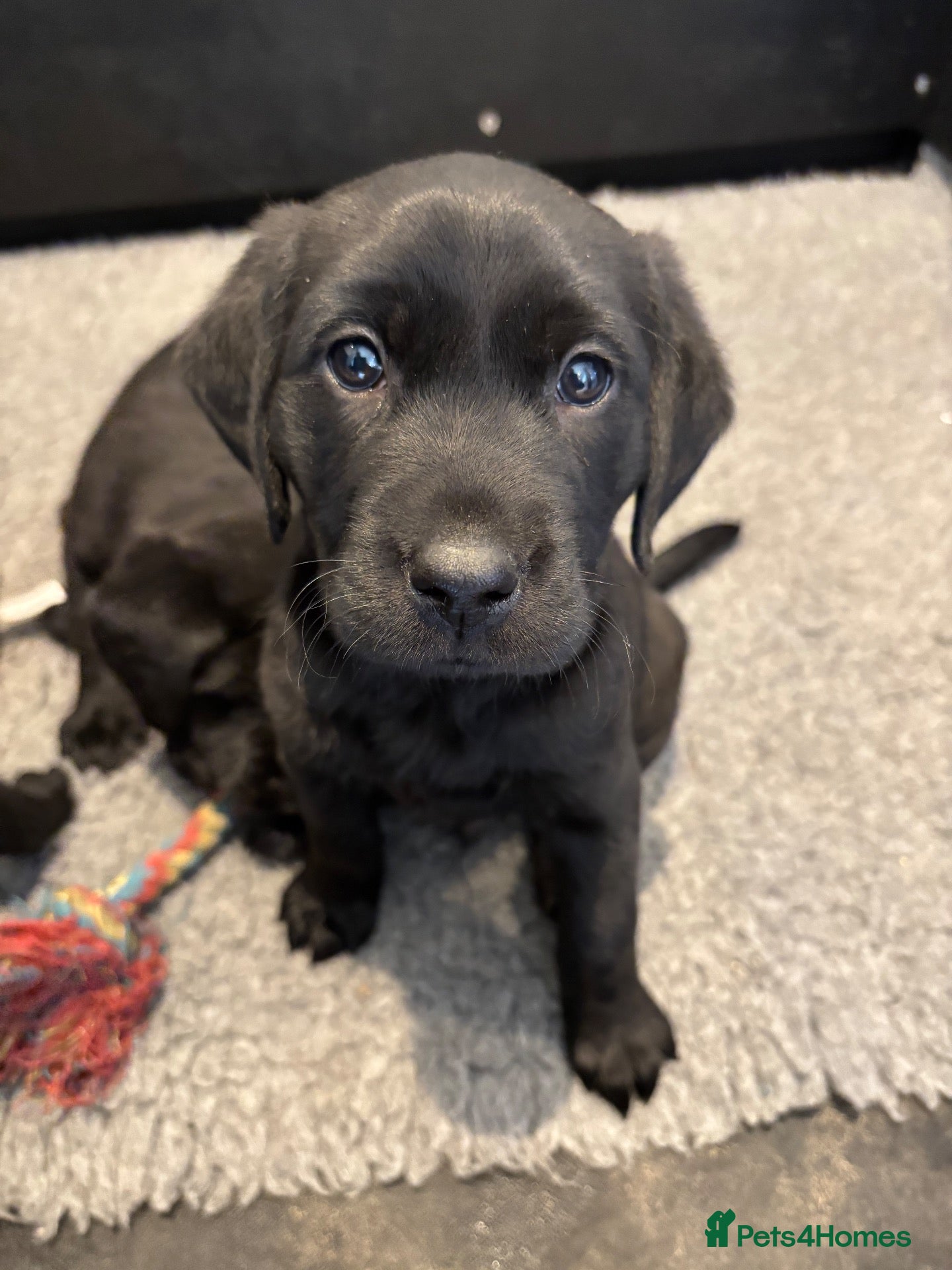 Labrador Retriever dogs for sale: KC Registered health tested parents - Lab pups 🐾 - Advert 23