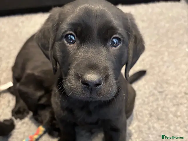 Labrador Retriever dogs for sale: KC Registered health tested parents - Lab pups 🐾 - Advert 23