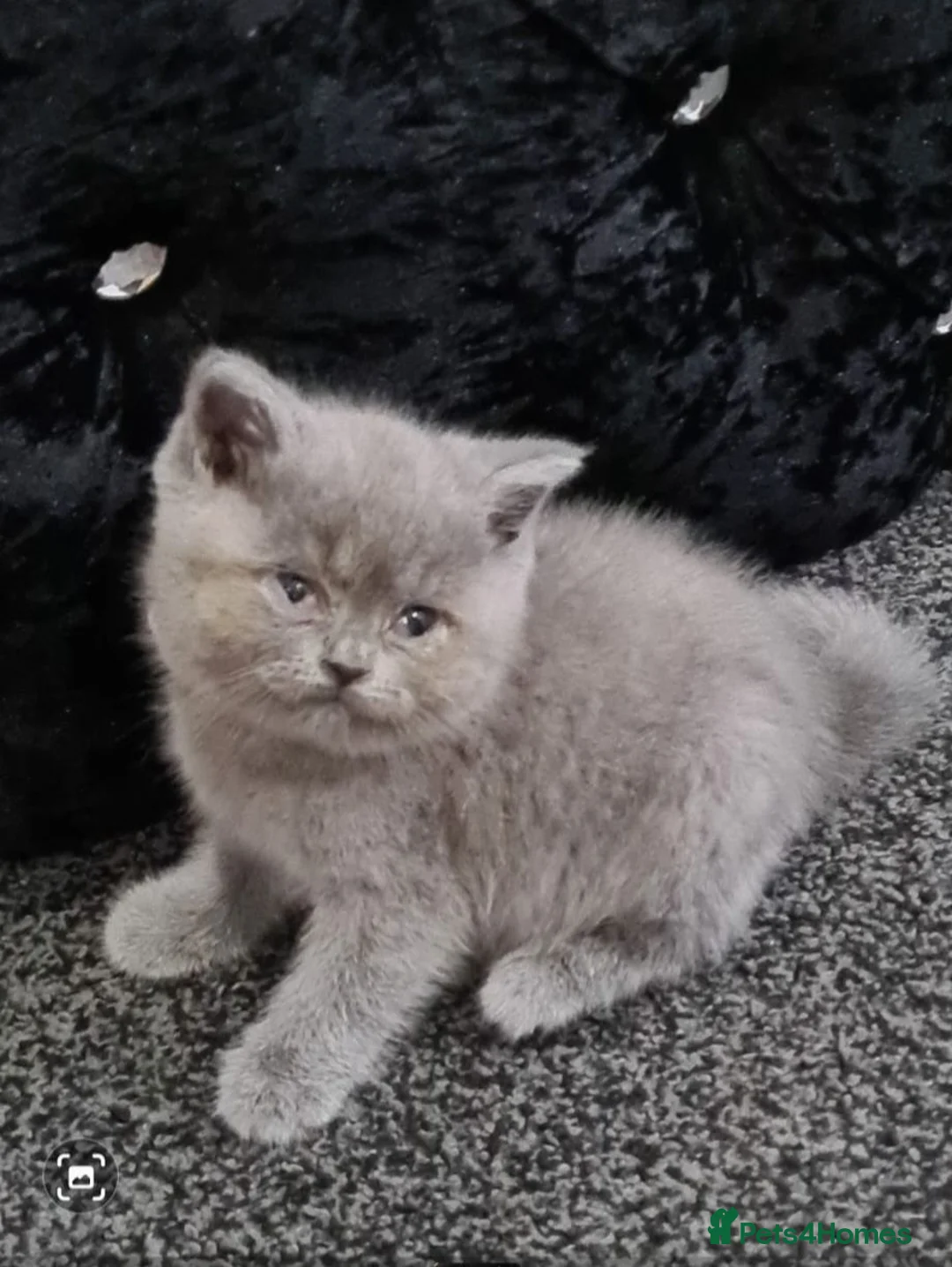 British Shorthair cats for sale: Female British Shorthair Kitten! - Advert 2