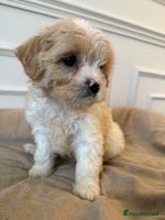 Cavapoo dogs - Advert 23