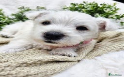 West Highland Terrier dogs for sale: Beautiful Westhighland Terrier Puppies  - Image 12