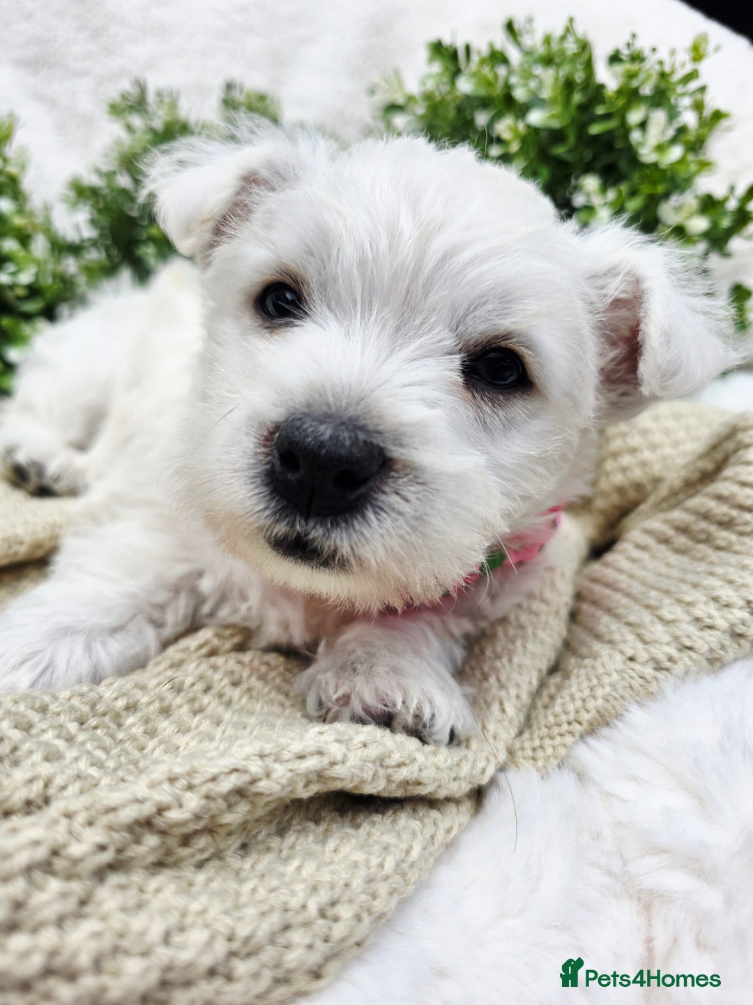 West Highland Terrier dogs for sale: Beautiful Westhighland Terrier Puppies  - Image 12