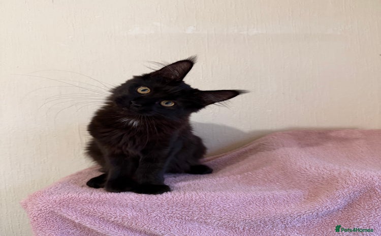 Maine Coon cats Pedigree GCCF Russian Import line Maine Coons - Advert 8