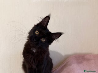 Maine Coon cats Pedigree GCCF Russian Import line Maine Coons - Advert 3