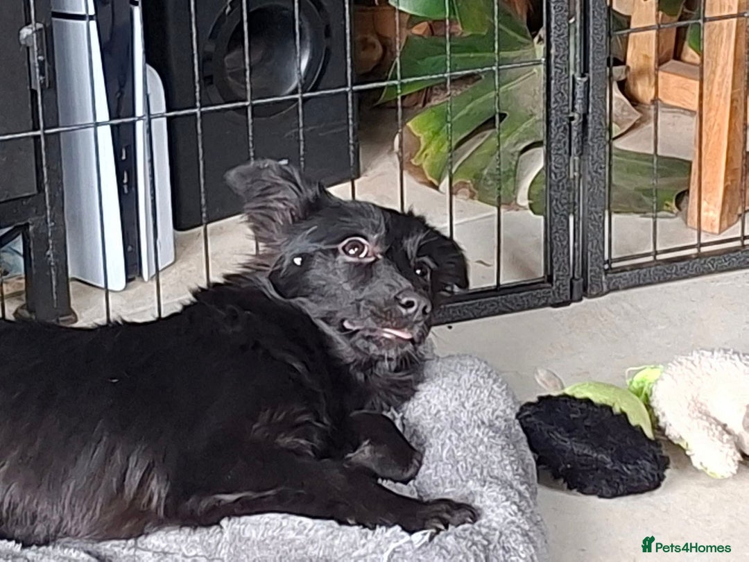 Mixed Breed dogs for adoption: June - north Walsham Norfolk  - Advert 11