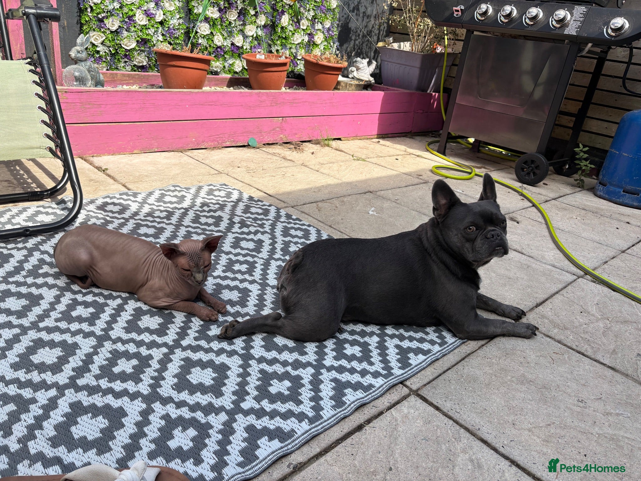 French Bulldog dogs French bulldog. Castrated 5 years old - Advert 6