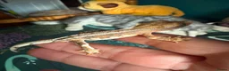 Gecko reptiles for sale: Baby gargoyle geckos and baby cresties lilys etx - Advert 33