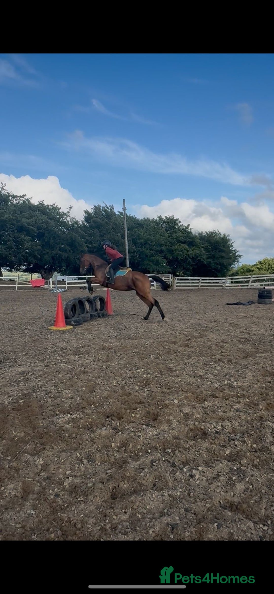 Irish Thoroughbred horses for sale: 9 yr old allrounder, 16.1, Irish mare in Bargoed - Image 5