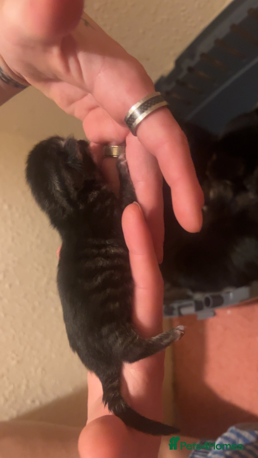 Mixed Breed cats for sale: Black Tabby kittens - Image 8
