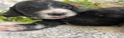 Bernedoodle dogs for sale: STUNNING DNA CLEAR BERNEDOODLES  - Advert 15