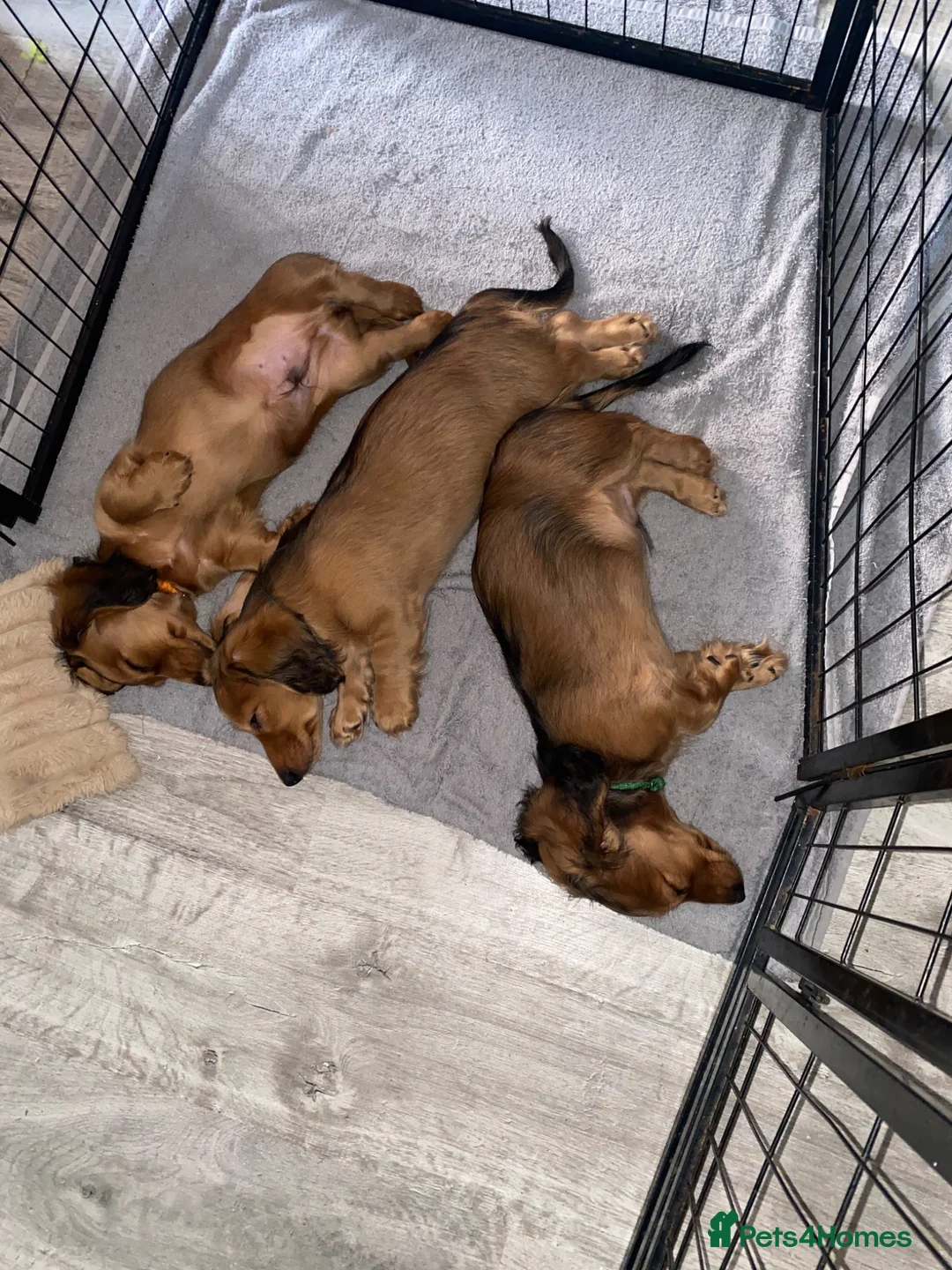 Miniature Dachshund dogs for sale: 6 miniature longhaired dachshund -  - Advert 2