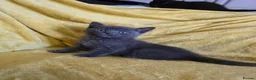 British Shorthair cats for sale: Gorgeous half British shorthair kittens  - Advert 9