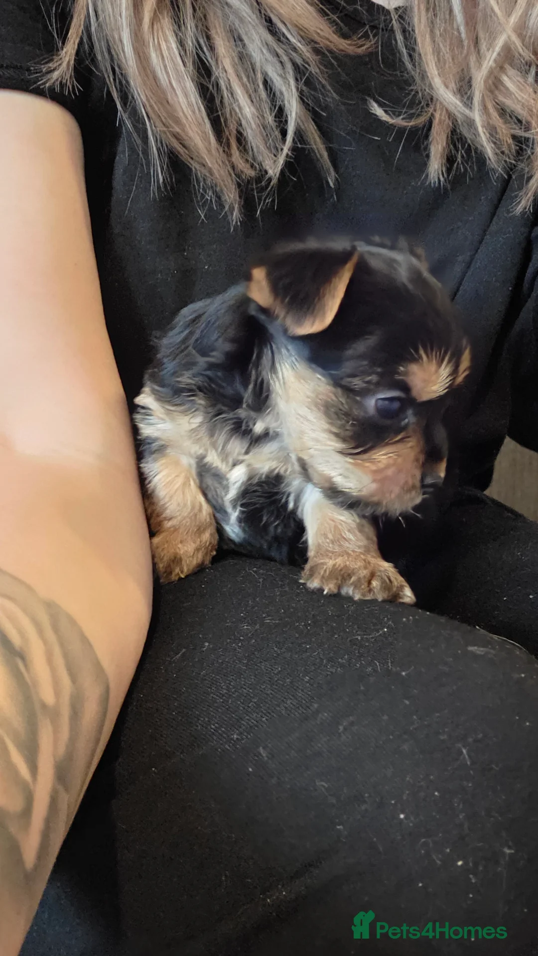 Yorkshire Terrier dogs for sale: Beautiful miniature Yorkshire terrier puppies - Advert 5