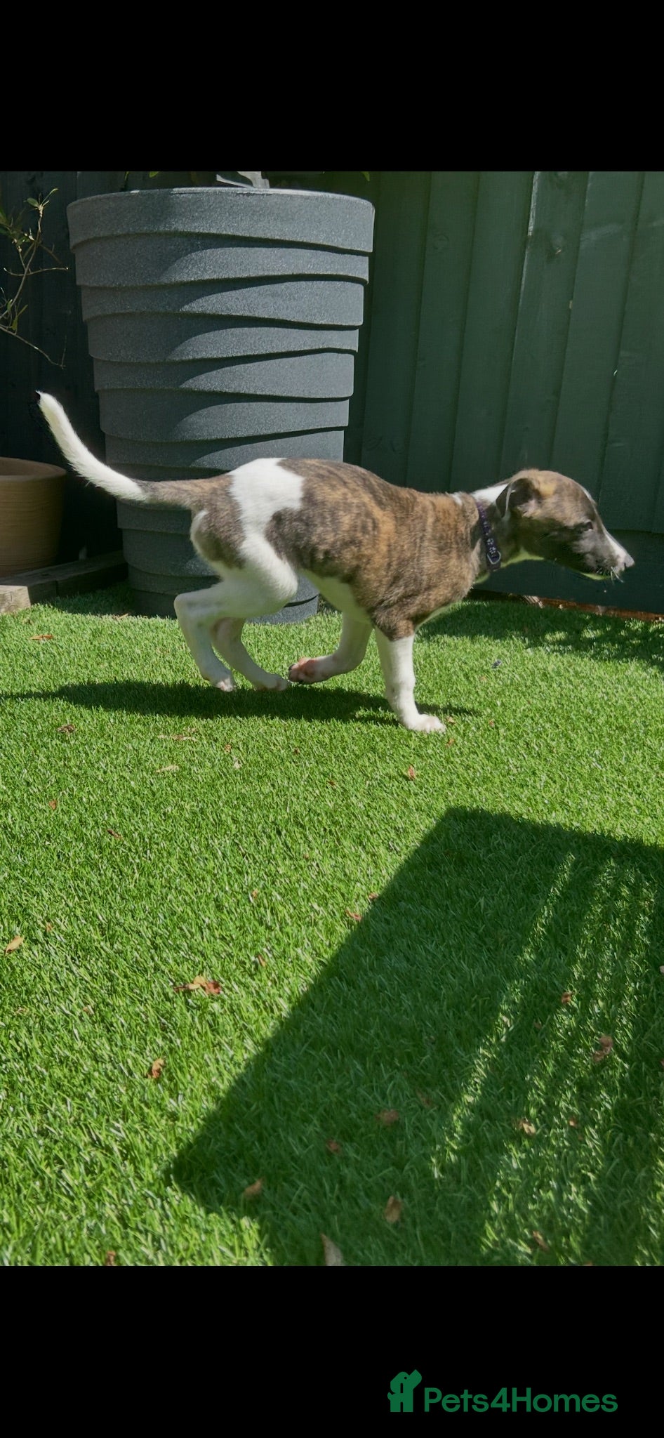 Whippet dogs Beautiful whippet puppy ready now - Advert 2