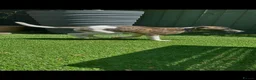 Whippet dogs for sale: Beautiful whippet puppy  - Advert 10