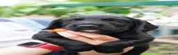 Sprocker dogs for sale: Joyful Sprocker Puppies for Sale - Advert 14