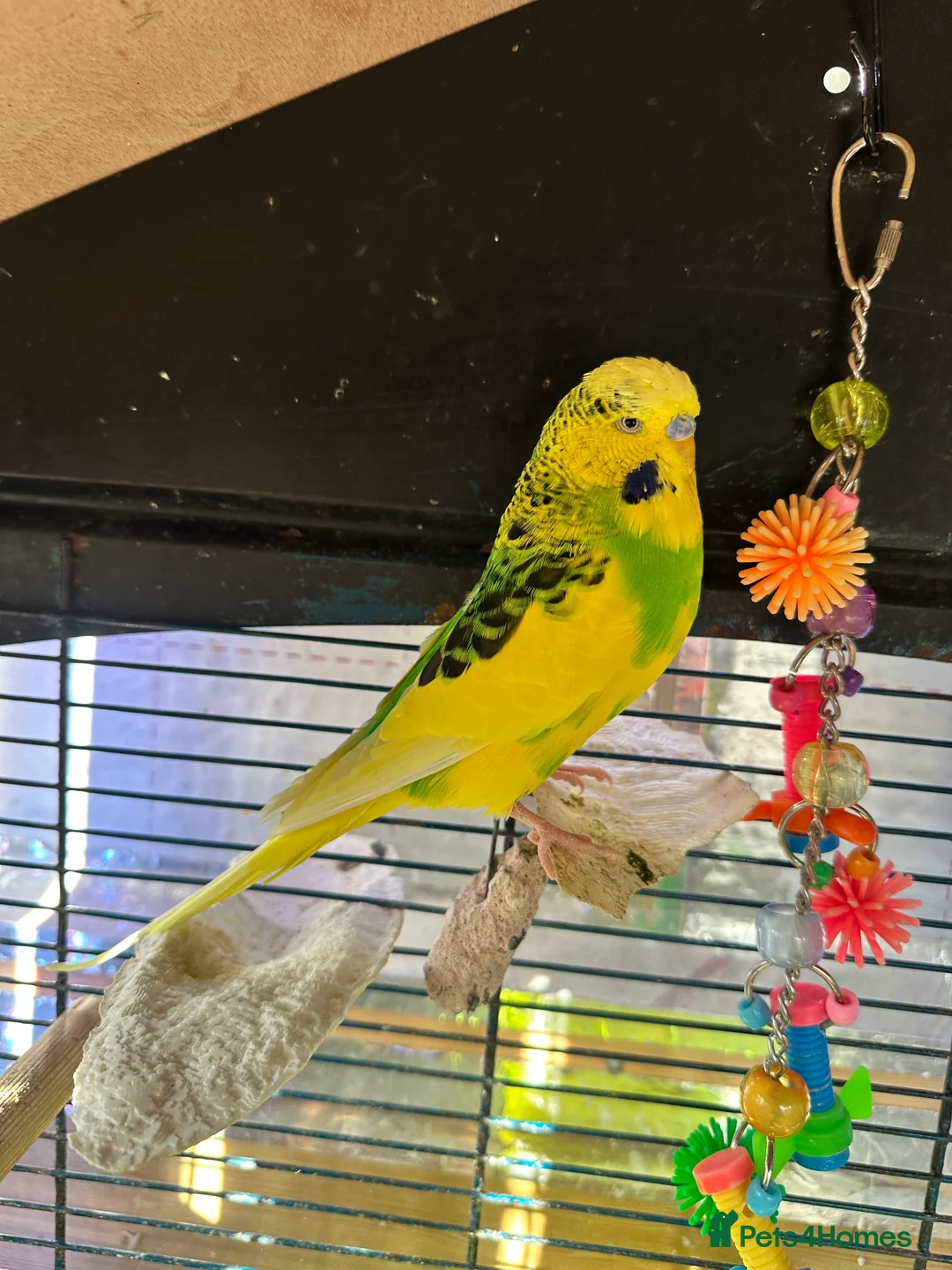 Budgerigars birds for sale: Budgie Bird Male - Advert 2