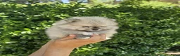 Pomeranian dogs for sale: Amazing toys pomeranian puppies  - Advert 19