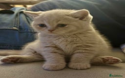 British Shorthair cats for sale: Beautiful soft teddy bears 🩷🩷only two girls left - Image 9