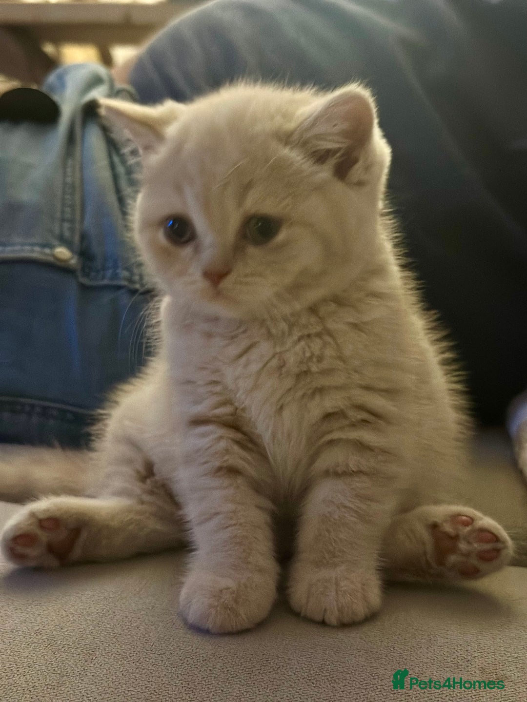 British Shorthair cats for sale: Beautiful soft teddy bears 🩷🩷only two girls left - Image 9