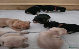 French Bulldog dogs for sale: French bulldog puppies - Image 2