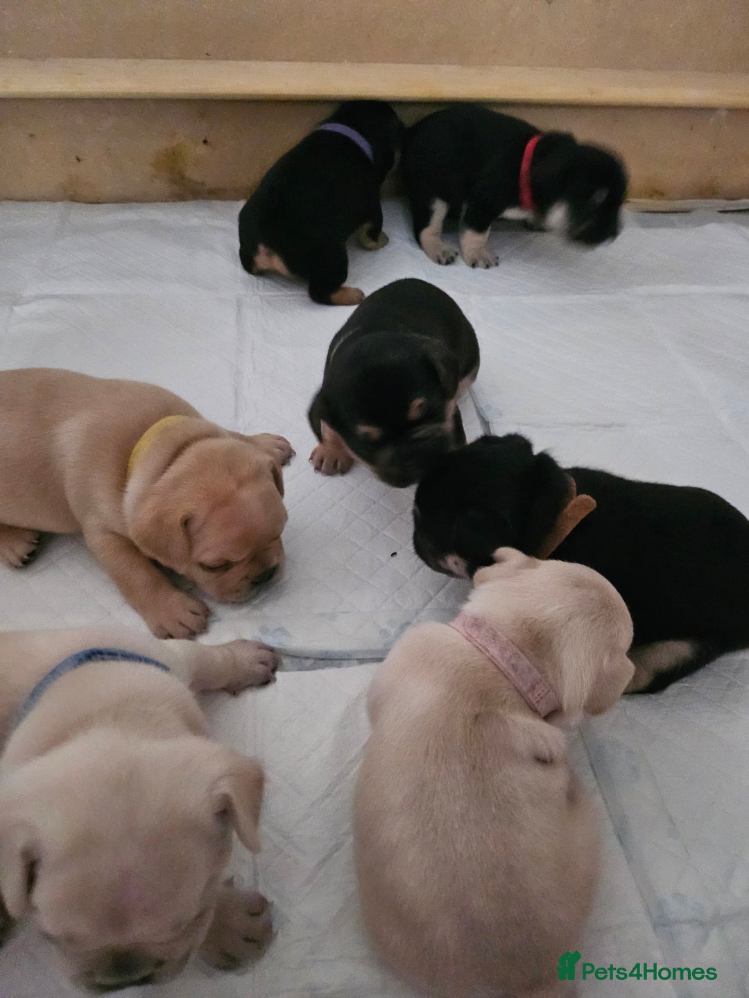 French Bulldog dogs for sale: French bulldog puppies - Image 2