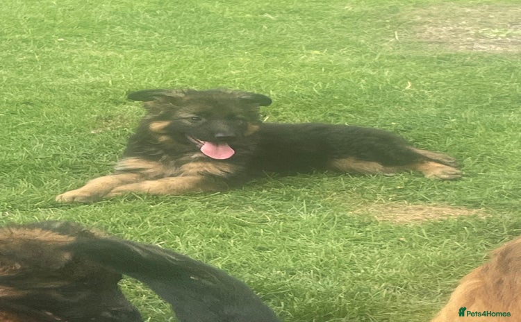 German Shepherd dogs - Advert 1