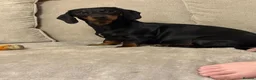 Dachshund dogs for sale: Lilly dachshund - Advert 3